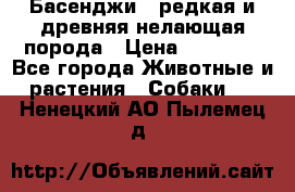 Басенджи - редкая и древняя нелающая порода › Цена ­ 50 000 - Все города Животные и растения » Собаки   . Ненецкий АО,Пылемец д.